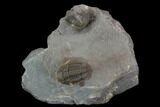 Unidentified Proetid Trilobite - Jorf, Morocco #125483-1